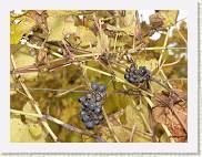 2006-10-21_16-35-31_octobre_157,0mm_1_160_eme_DiMAGE A2 * 2560 x 1920 * (2.64MB)